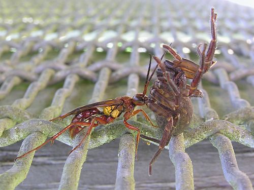 Sphictostethus nitidus